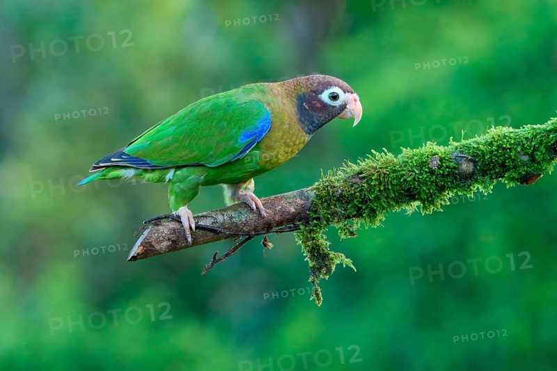 Brown-hooded Parrot (Pyrilia haematotis) sitting on a branch, Costa Rica, Central America