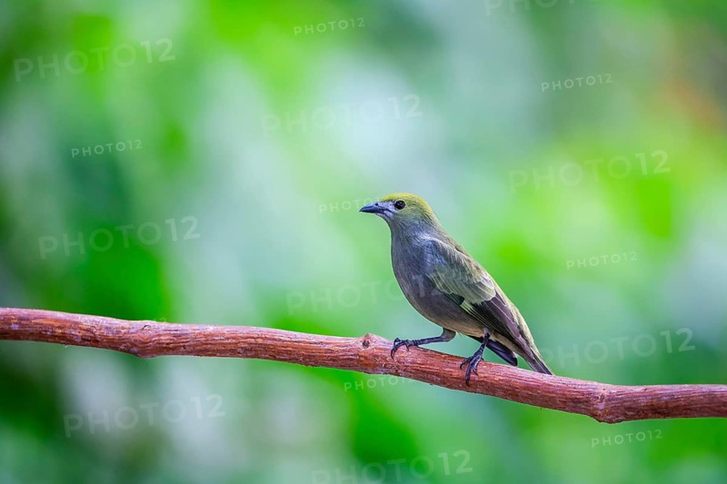 Summer cardinal (Piranga rubra), tanager (Thraupidae), Alajuela, Costa Rica, Central America