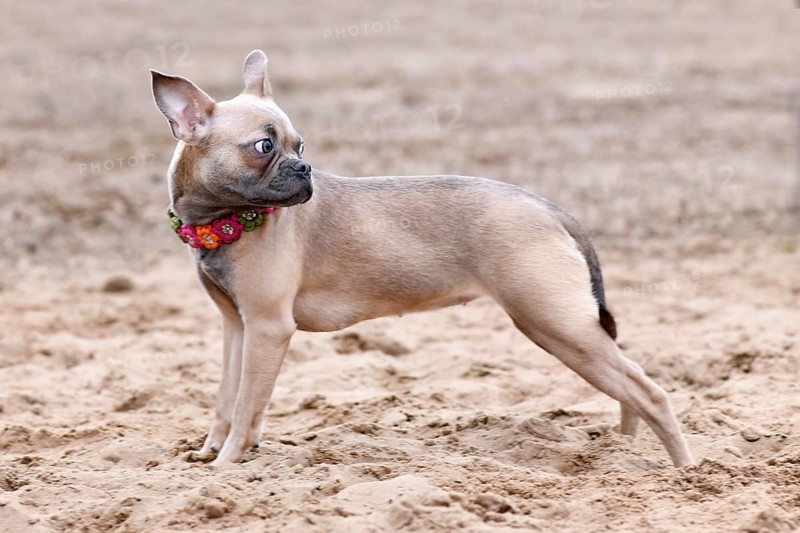 Healthy CDDY gene free French Bulldog dog with very long nose and tail