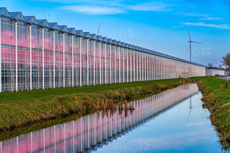 Large greenhouses for cucumbers and strawberries, over 10 hectares, the plants are artificially illuminated in pink, which promotes growth in winter, in Maasbree, west of Venlo, Netherlands
