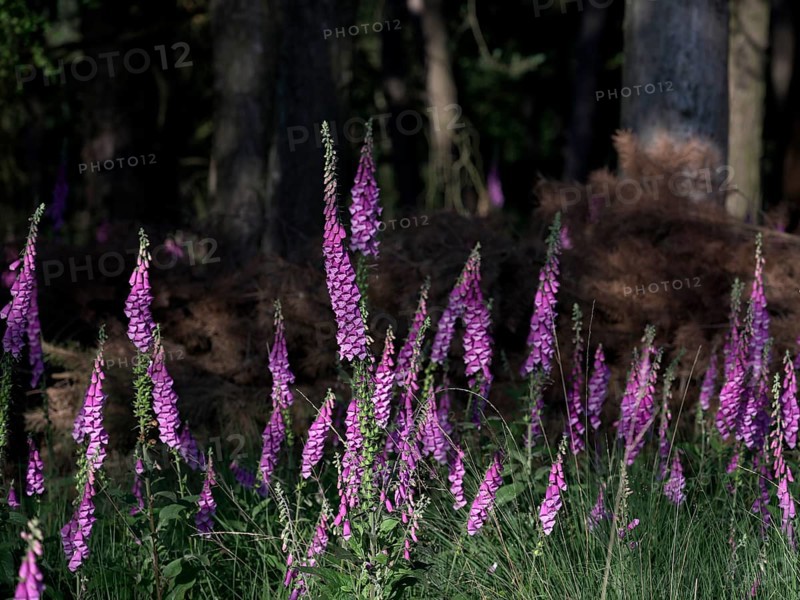 Sunlit Common foxglove (Digitalis purpurea) in the forest, Lower Rhine, North Rhine-Westphalia, Germany, Europe