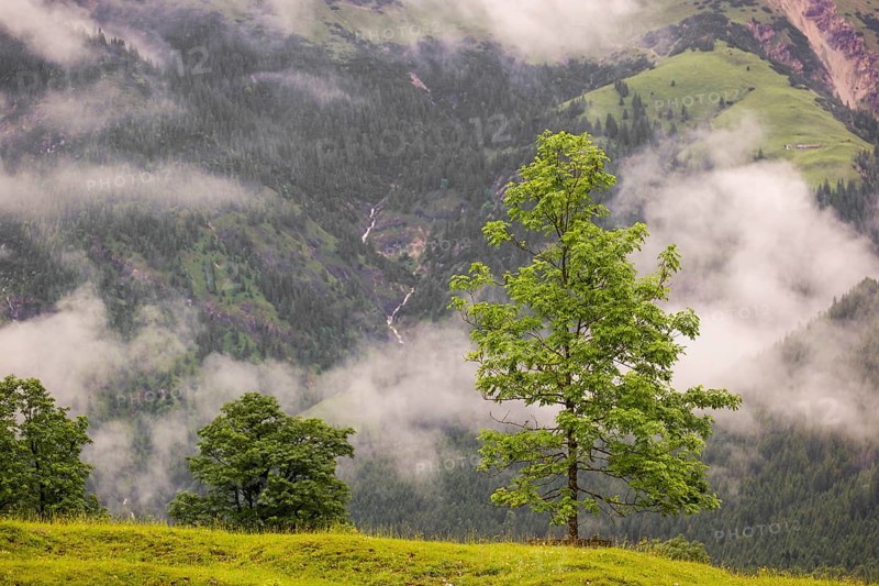 Nature conservancy area Grosser Ahornboden. Sycamore maple trees, Acer pseudoplatanus, in summer. Karwendel mountains in the background. Eng valley, Tyrol, Austria, Europe