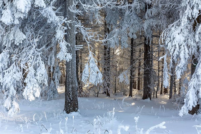 Even the tree trunks are all decorated with hoarfrost, snowy winter landscape on the Auersberg, Eibenstock, Erzgebirge, Saxony, Germany, Europe