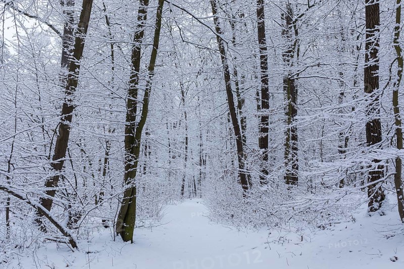 Snow-covered forest path in Spitzgrund Coswig, Saxony, Germany, Europe