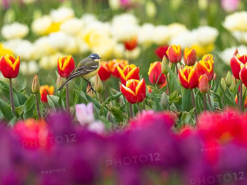 Yellow Wagtail (Motacilla flava) adult male sitting on a tulip flower, surrounded by a field of tulips, island Texel, Holland