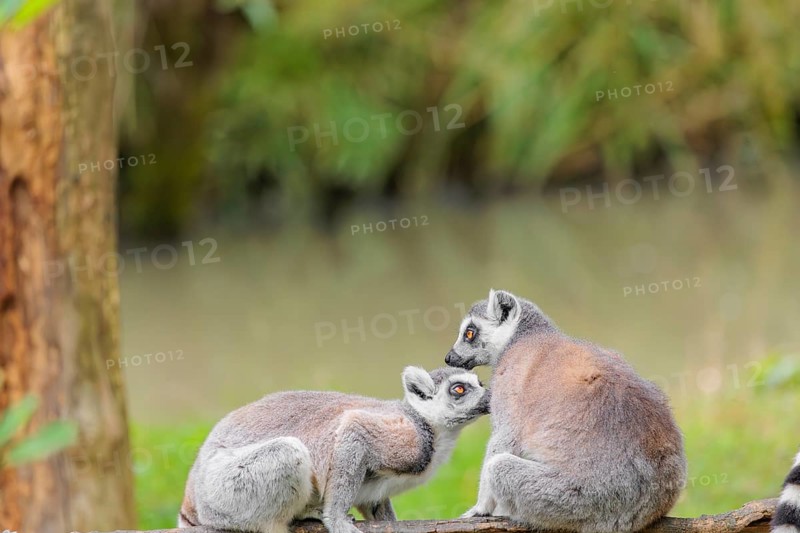 Two ring-tailed lemurs (Lemur catta) sit on a rotten tree lying on the ground and one grooms the fur of the other