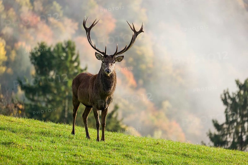 A red deer stag (Cervus elaphus) is standing in a meadow in hilly terrain. A forest with autumn leaves can be seen in the background. Wisps of mist drift over the forest