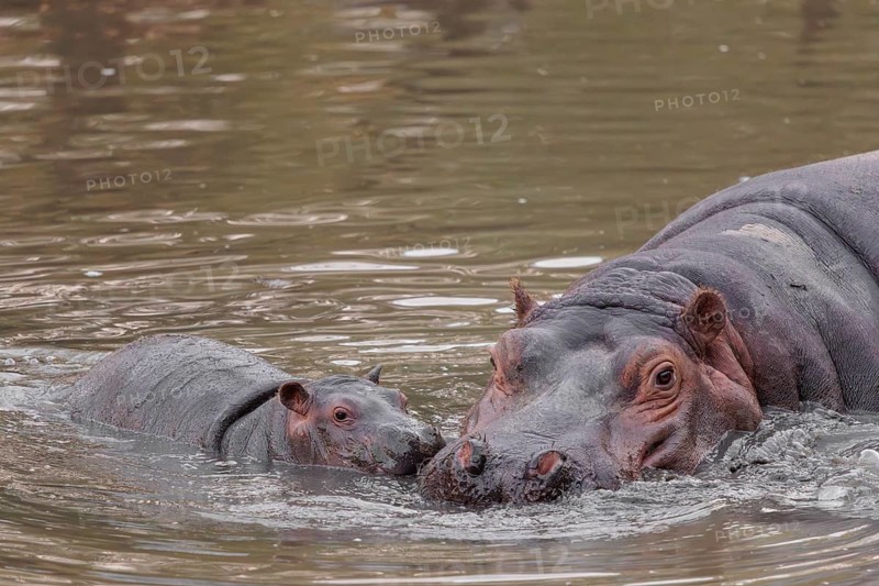 A baby hippopotamus (Hippopotamus amphibius) and its mother swimming in a river