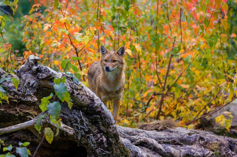 One golden jackal (Canis aureus) stands on a fallen tree trunk. Behind him is a tree in intense autumn colours