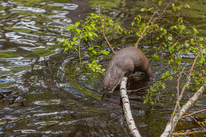 One Eurasian otter (Lutra lutra), jumping into the water from a birch tree branch lying in the water