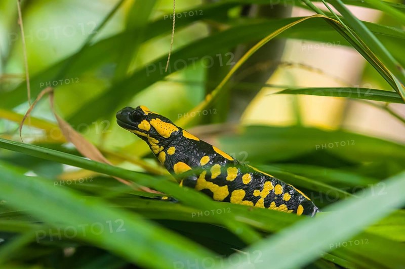A fire salamander (Salamandra salamandra) rests in tall grass