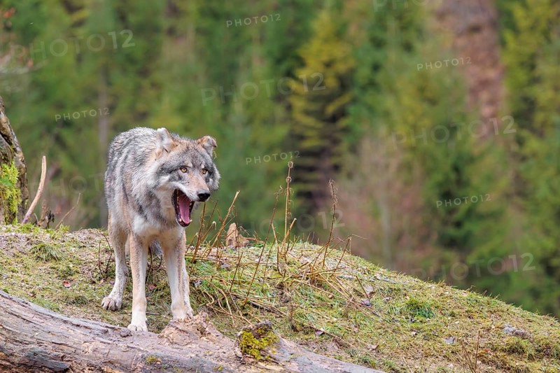 An adult male grey wolf (Canis lupus lupus) stands yawning in a meadow on the top of a hill between a rock and a rotting tree trunk
