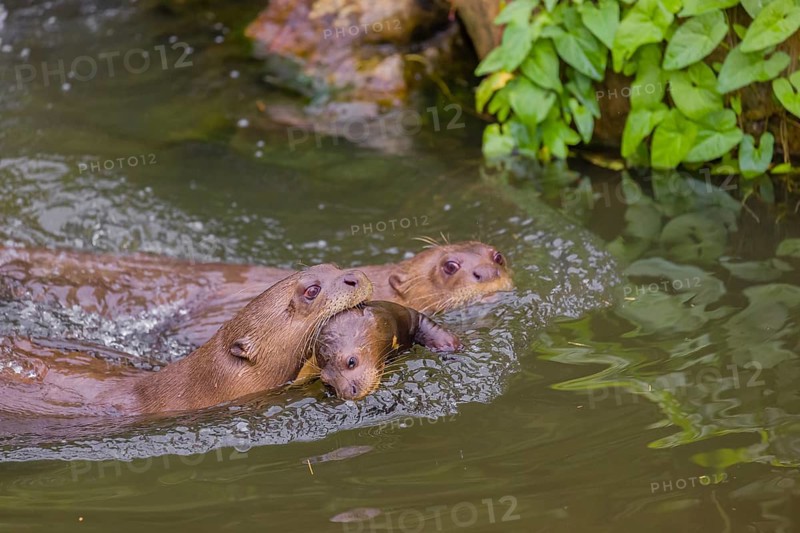 An adult giant otter or giant river otter (Pteronura brasiliensis) swims in a small river carrying a 2-month-old young around in its mouth. They are accompanied by another adult otter of the pack