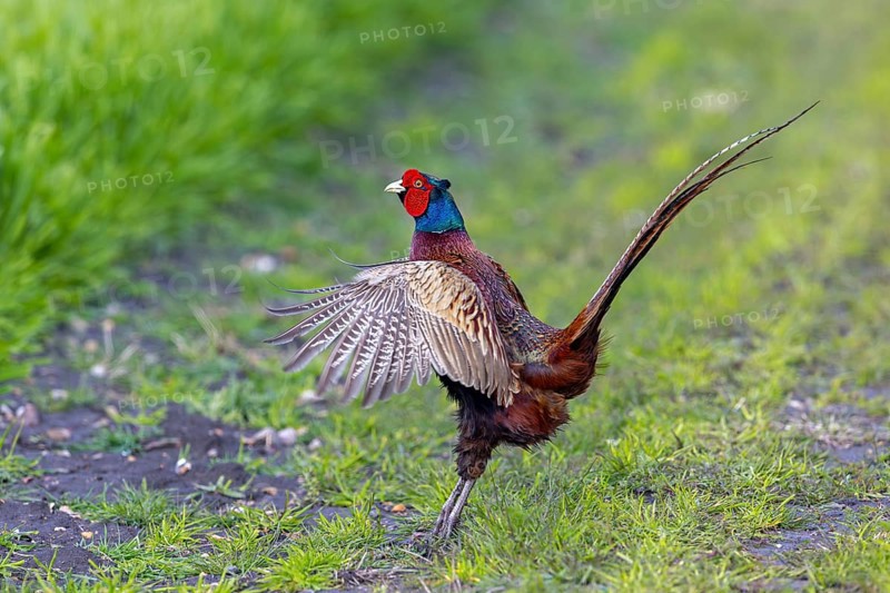 Common pheasant (Phasianus colchicus) male, cock displaying by flapping wings in field during the breeding season in spring