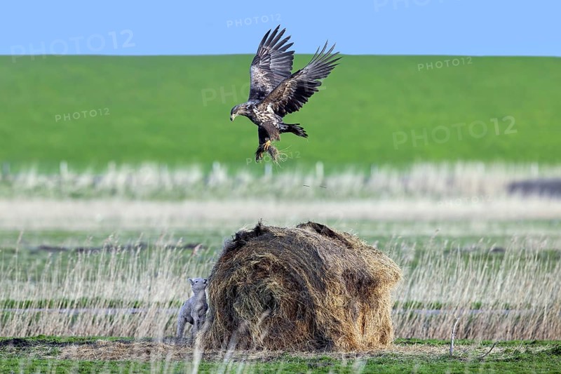 Lamb hiding behind round hay bale from hunting juvenile white-tailed eagle, Eurasian sea eagle, erne (Haliaeetus albicilla) in meadow in spring