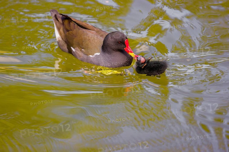 An adult common moorhen (Gallinula chloropus), swims in a pondand feeds one of her chicks