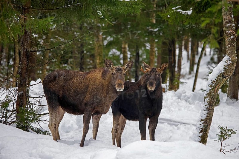 Moose, elk (Alces alces) cow, female with young bull foraging in the snow in coniferous forest with spruce trees in winter, Sweden, Europe