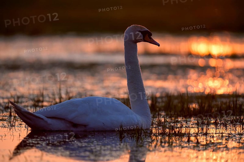 Mute swan (Cygnus olor), swimming in a wet meadow, at sunset, backlit, Ochsenmoor, Dümmer, Lemförde, Lower Saxony, Germany, Europe