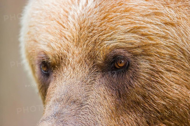 Portrait of a Kamchatka brown bear (Ursus arctos piscator)