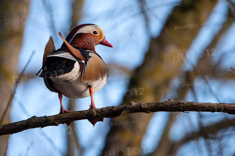 Mandarin duck (Aix galericulata), drake, sitting on a branch, high in a tree, Heiligenhaus, North Rhine-Westphalia, Germany, Europe