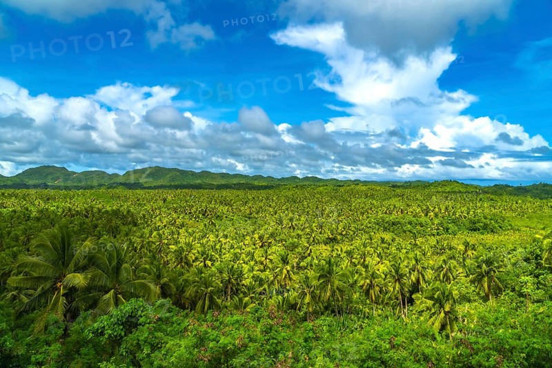 Vast coconut plantation covering siargao island landscape under a cloudy sky, a tropical paradise in the philippines