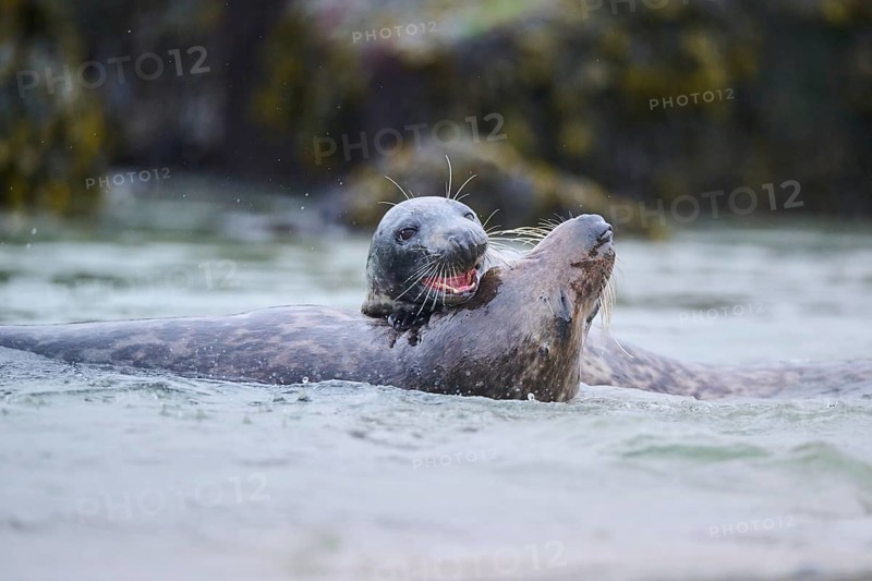 Grey seal (Halichoerus grypus) playing with each other in the water, sea, Düne, Helgoland, Schleswig-Holstein, Germany, Europe