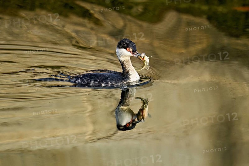 Slavonian grebe (Podiceps auritus), adult, in a white plumage, winter plumage, swimming with a fish in its beak, Lake Zug, Switzerland, Europe