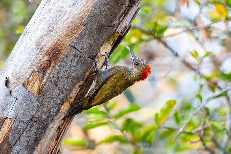 Pileated Woodpecker (Veniliornis passerinus) Pantanal Brazil