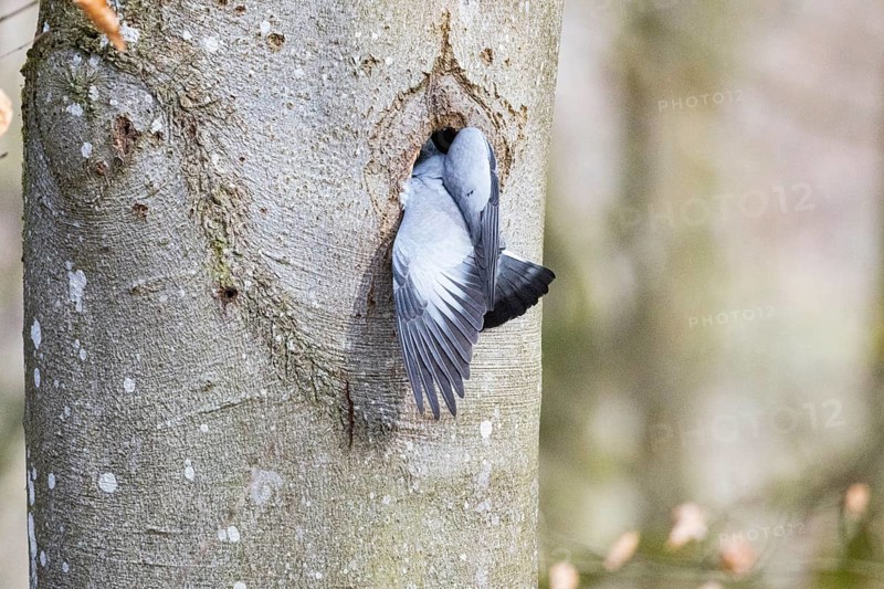 Stock Dove (Columba oenas) at Black Woodpecker Cave Germany