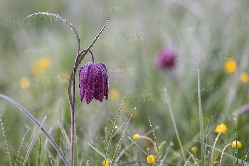 Snake's Head Fritillary (Fritillaria meleagris), Lower Saxony, Germany, Europe