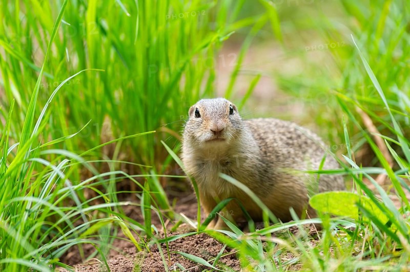 European ground squirrel (Spermophilus citellus) on a meadwo, Bavaria, Germany, Europe
