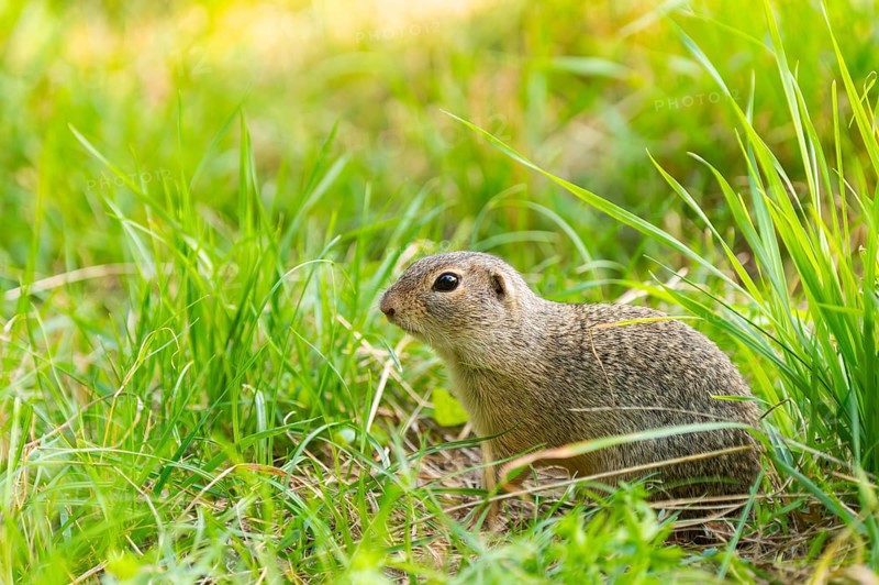 European ground squirrel (Spermophilus citellus) on a meadwo, Bavaria, Germany, Europe