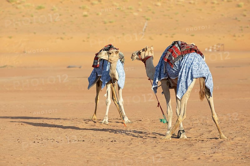 Dromedaries (Camelus dromedarius) with saddle in the Wahiba Sands or Rimal Al Wahiba or Sharqiyya Sands desert, Janub ash-Sharqiyya region, Oman, Asia