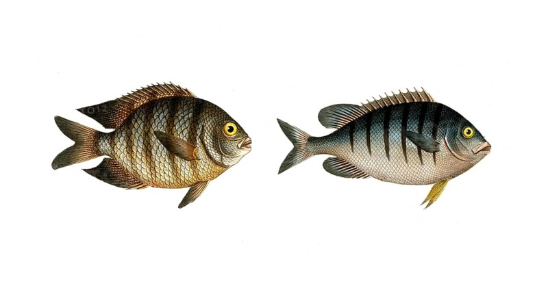 Fish, Fish, Genus butterflyfish, Butterflyfish, Chaetodon bengalensis, the Bengal clifffish. right: Genus butterflyfish, Chaetodon mauritii, the Moritz clifffish, Historical, digitally restored reproduction from a 19th century original, Record date not stated