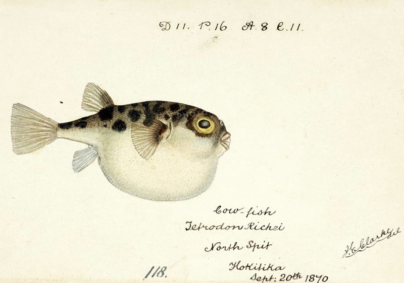 Pufferfish, Tetraodon gillbanksii, Arothron gillbanksii, a species of pufferfish in the family Tetraodontidae, Fish, Reproduction of an original, by Frank Edward Clarke (b. 1849, d. 1899), ichthyologist and scientific draughtsman