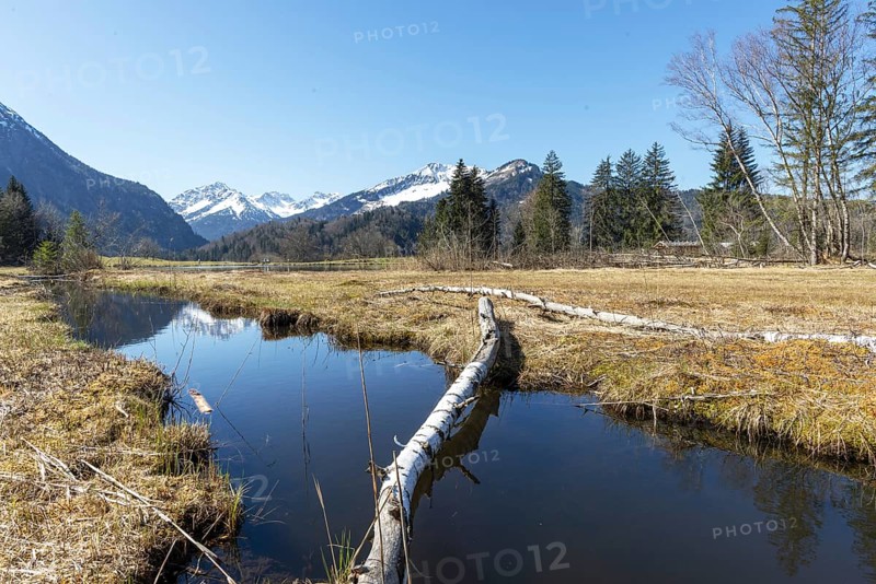 Felled tree trunk bitten by beavers (Castor fibre), beaver bite, moor pond near Oberstdorf, Oberallgäu, Allgäu, Bavaria, Germany, Europe