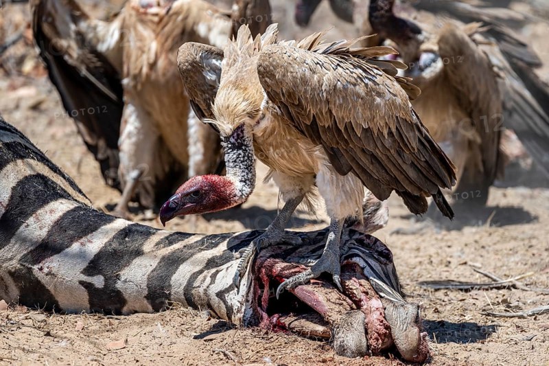 White-backed vulture (Gyps africanus) with bloody head sitting on the head of a dead plains zebra (Equus quagga), vultures feeding on the carcass, Etosha National Park, Namibia, Africa