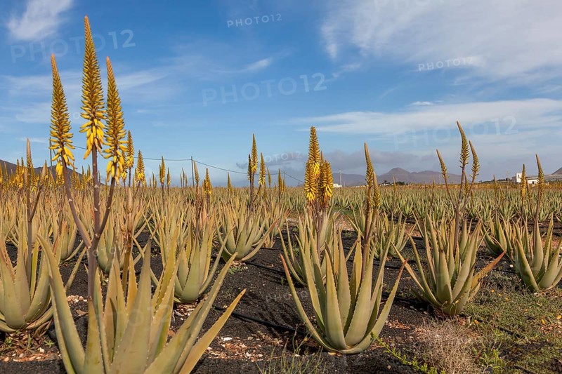 Aloe vera cultivation on Fuerteventura, Canary Islands, Spain, Europe