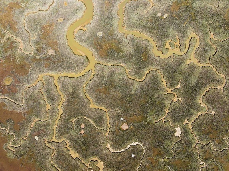 Network of channels and streams at low tide. In the marshland of the Piedras River. Aerial view. Drone shot. Huelva province, Andalusia, Spain, Europe