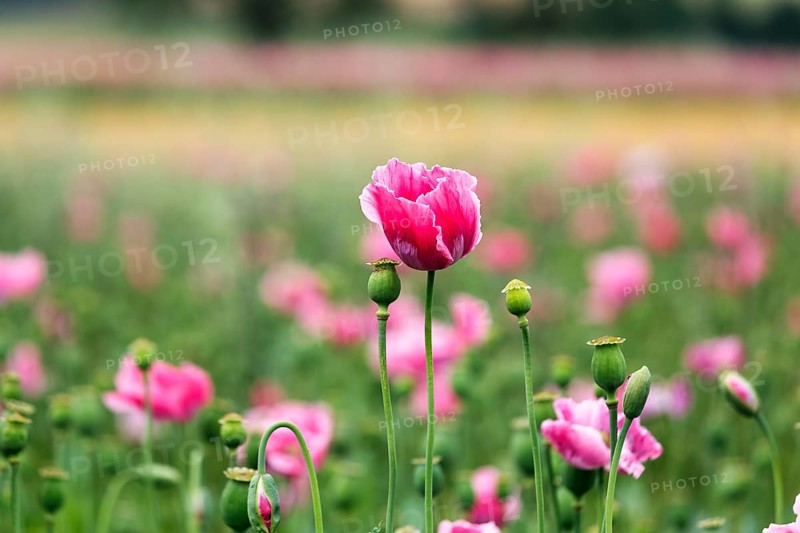 Opium poppy (Papaver somniferum), cultivation of edible poppy, poppy field, pink flowers and seed capsules, Germerode, Meißner, Geo-nature park Park Frau-Holle-Land, Hesse, Germany, Europe