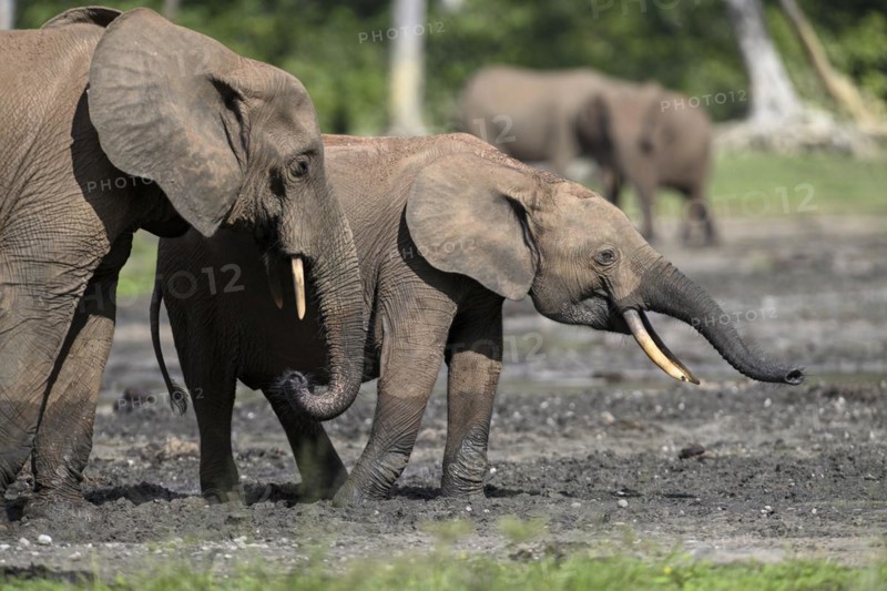 African forest elephants (Loxodonta cyclotis) in the Dzanga Bai forest clearing, Dzanga-Ndoki National Park, Unesco World Heritage Site, Dzanga-Sangha Complex of Protected Areas (DSPAC), Sangha-Mbaéré Prefecture, Central African Republic, Africa