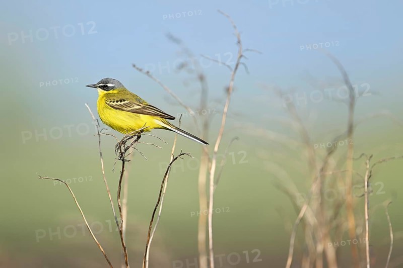 Yellow wagtail (Motacilla flava), male sitting on a thin blade of grass, singing station, Lake Neusiedl National Park, Seewinkel, Burgenland, Austria, Europe