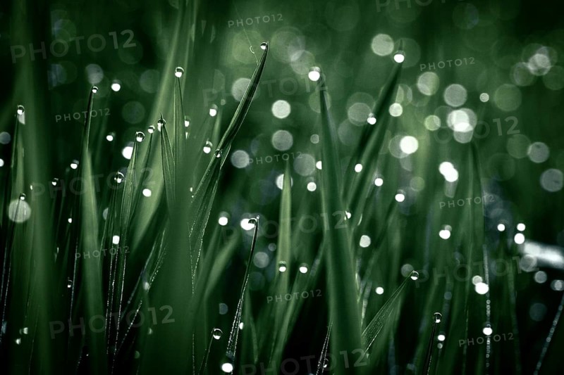 Blades of grass in detail with dewdrops, Mindelheim, Bavaria, Germany, Europe