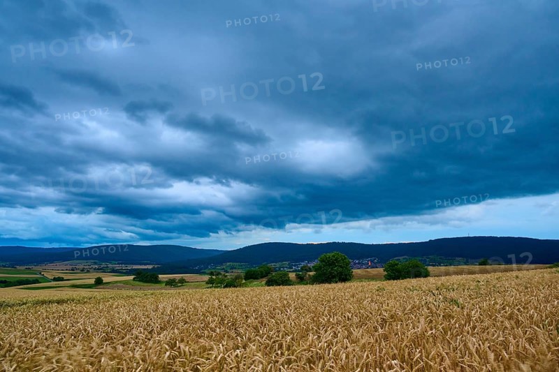 Wide wheat field (Triticum), in front of a hilly landscape under a cloudy sky at dusk, summer, Mönchberg, Miltenberg, Spessart, Bavaria, Germany, Europe