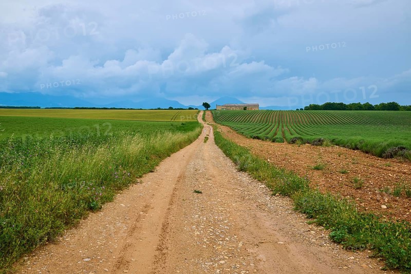 Field path leads through a rural area with lavender fields (Lavandula), meadows, in the background a country house and a cloudy sky, summer, Valensole, Alpes-de-Haute-Provence, Provence-Alpes-Cote d'Azur, France, Europe