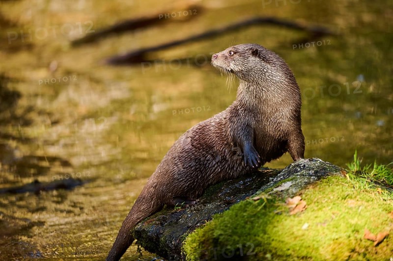 Eurasian otter (Lutra lutra) on a rock in the bavarian forest, Bavaria, Germany, Europe