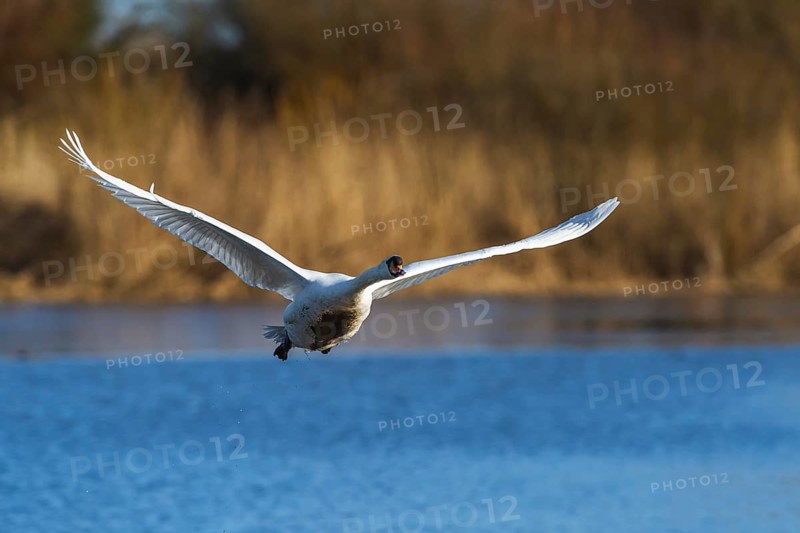 Mute Swan, Cygnus olor, bird in flight at winter on marshes