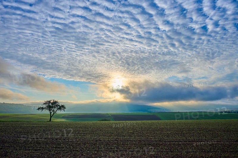 A lone apple tree (Malus Domestica), in a field at sunrise, surrounded by dramatic sky and rays of light, autumn, Eichelsbach, Elsenfeld, Spessart, Bavaria, Germany, Europe