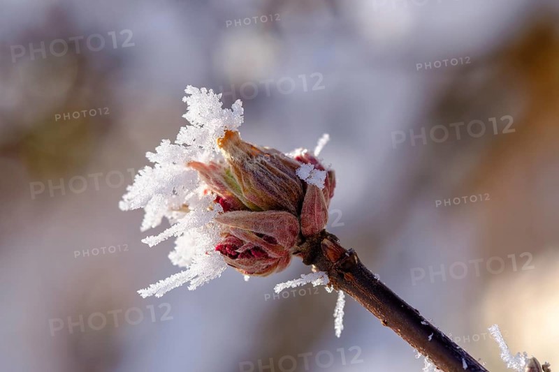 Hoarfrost on a bud, Tölzer Land, Upper Bavaria, Bavaria, Germany, Europe