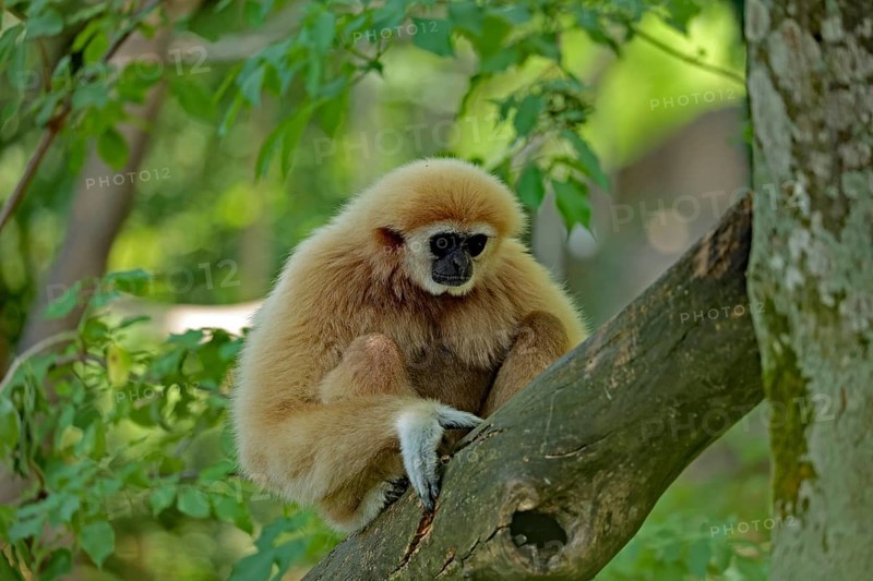 White-handed gibbon (Hylobates lar), captive